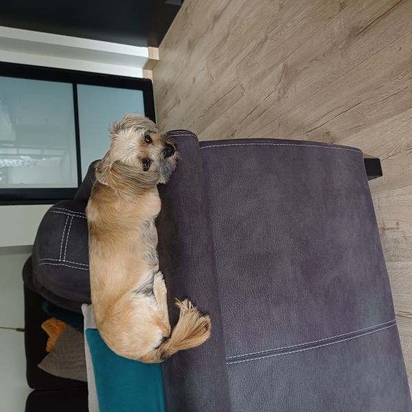 Lotje uit Schagen zoekt een Hondenoppas