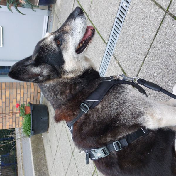 Carmen uit Nieuwerkerk Aan Den Ijssel zoekt een Hondenoppas