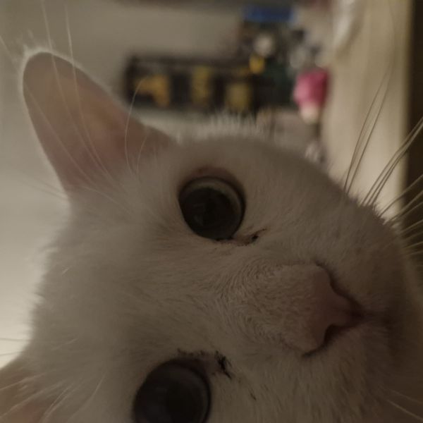Joe uit Vlissingen zoekt een Kattenoppas