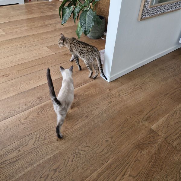 Yura, Patser uit Son zoekt een Kattenoppas
