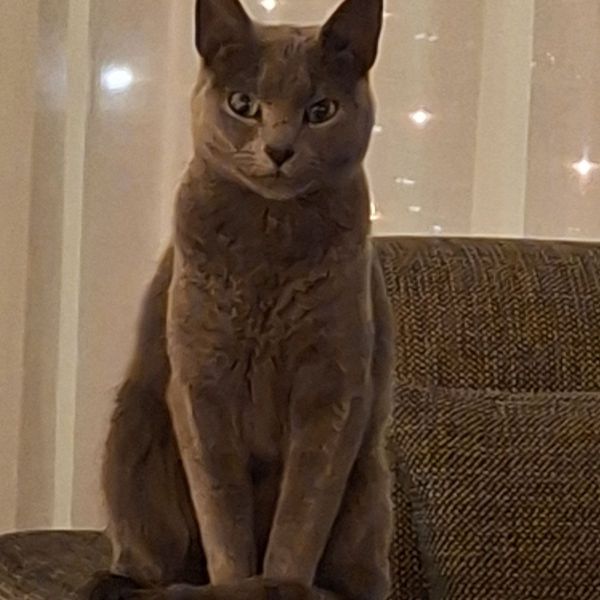 Kattenoppas Loes uit Hoorn