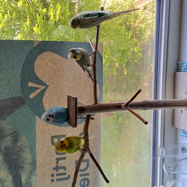 Inge ten Klooster, Inge ten Klooster uit Utrecht zoekt een Vogeloppas