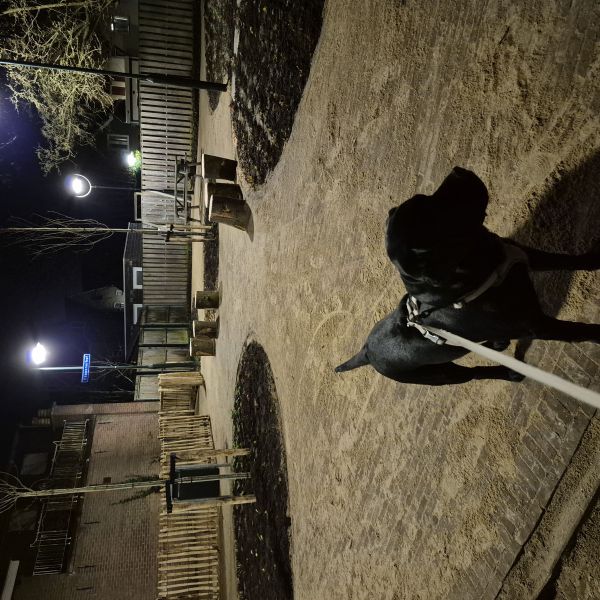 Ten uit Capelle Aan Den Ijssel zoekt een Hondenoppas