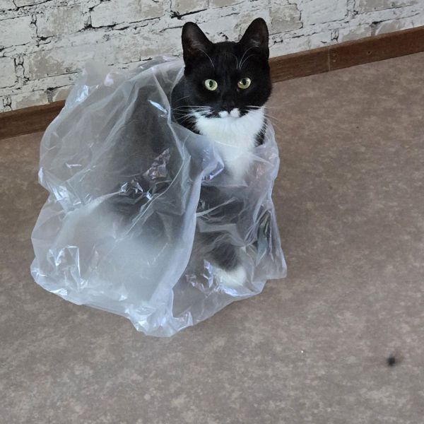 Huisdierenoppas Sharon uit Oosterhout, Nb