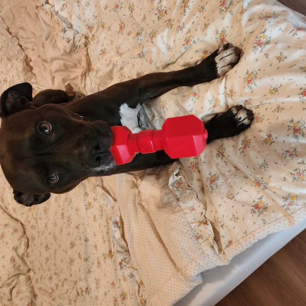 Luna Stella, Luna Stella uit Zwolle zoekt een Hondenoppas