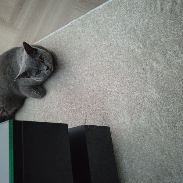 Pixie uit Wierden zoekt een Kattenoppas