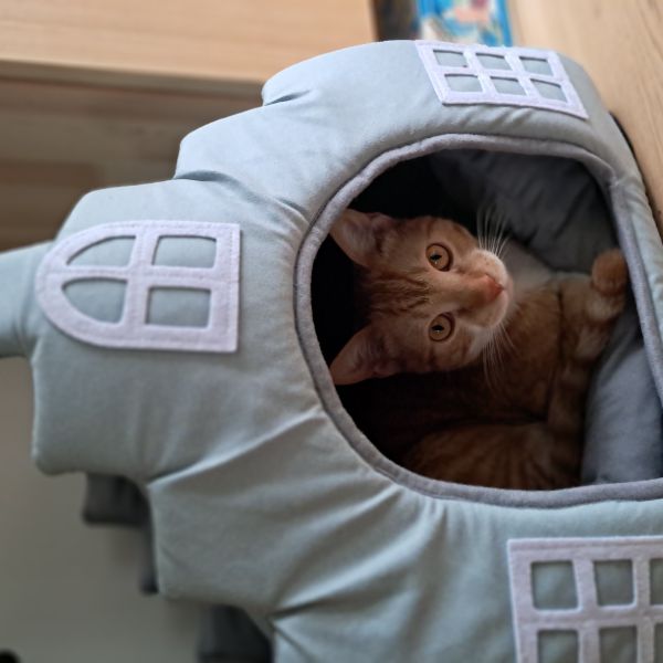 Mouse uit Heemstede zoekt een Kattenoppas
