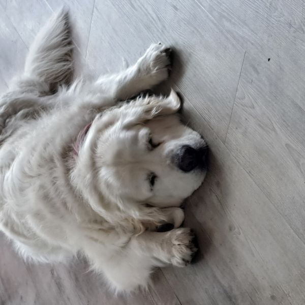 Nala, Balou uit Schagen zoekt een Hondenoppas