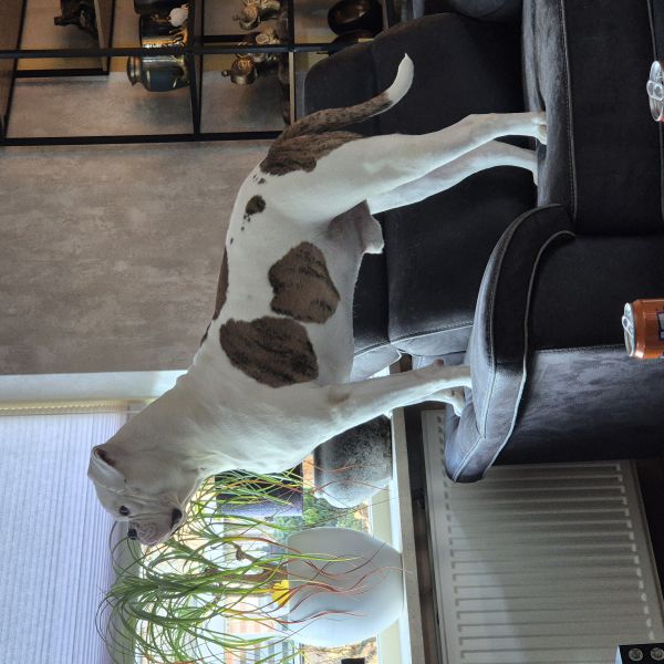 Tyson uit Wierden zoekt een Hondenoppas