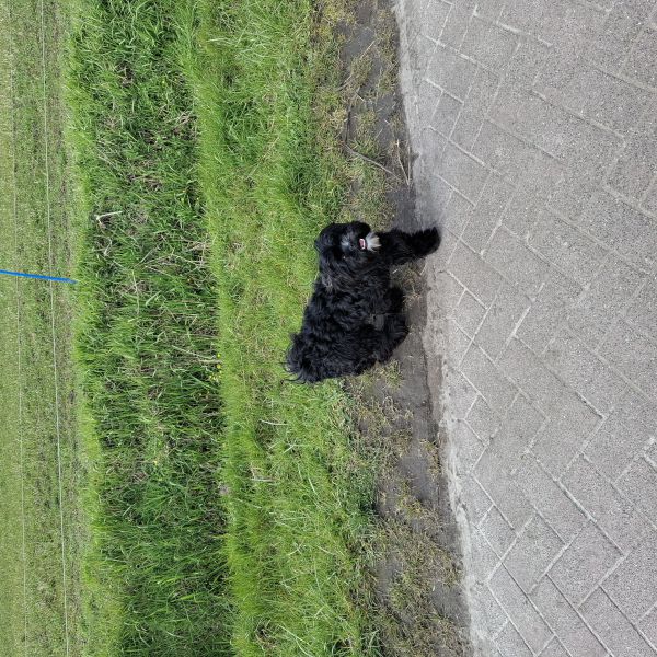 Bo uit Etten-Leur zoekt een Hondenoppas