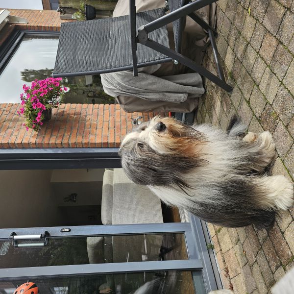 Nero, Frans en Tosca Engelander uit Nieuw-Vennep zoekt een Hondenoppas