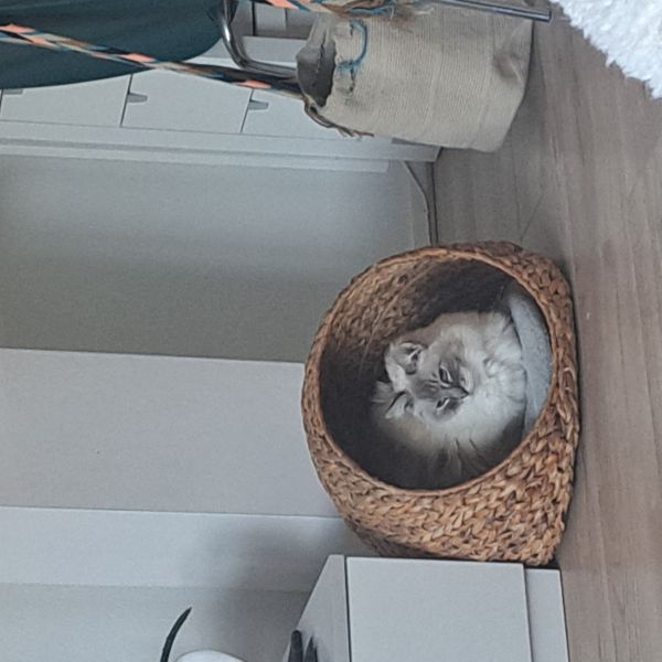 Smokey uit Naaldwijk zoekt een Kattenoppas
