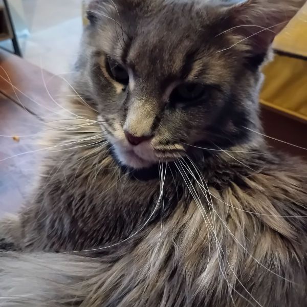 Willow uit Nijmegen zoekt een Kattenoppas