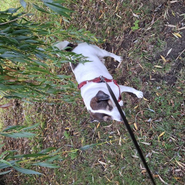 Amira uit Schiedam zoekt een Hondenoppas