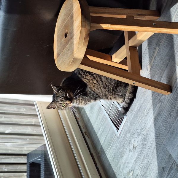 Mickey uit Nieuwerkerk Aan Den Ijssel zoekt een Kattenoppas