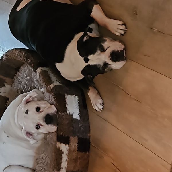 Angel, Kira uit 'S-Heerenberg zoekt een Hondenoppas
