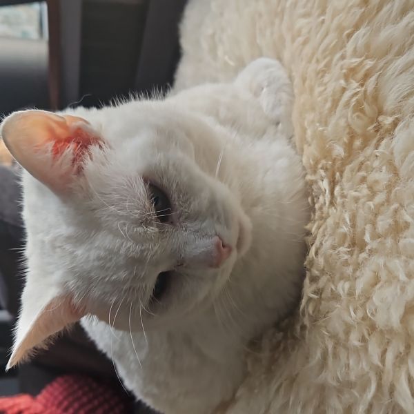 Dirk, Teuntje uit Noordwijkerhout zoekt een Kattenoppas