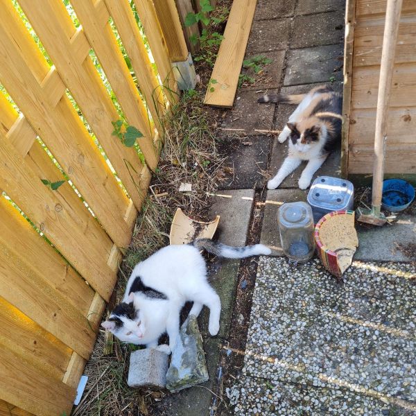 Trippel, Cho uit Eext zoekt een Kattenoppas