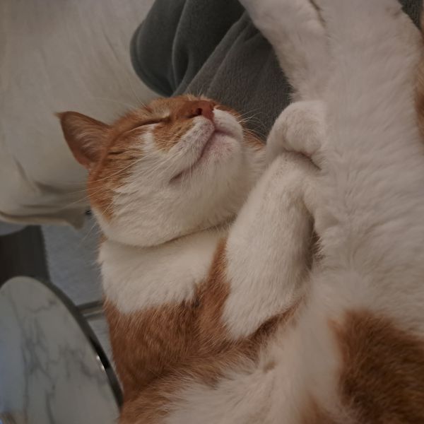 Maui uit Hilversum zoekt een Kattenoppas