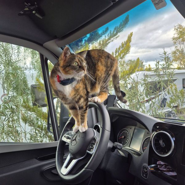 Bennie uit Hengelo zoekt een Kattenoppas