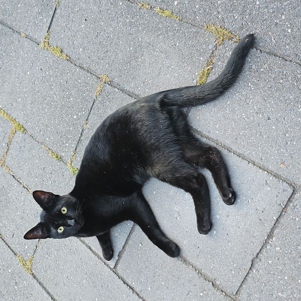 Zorro, Zorro uit Hoek Van Holland zoekt een Kattenoppas
