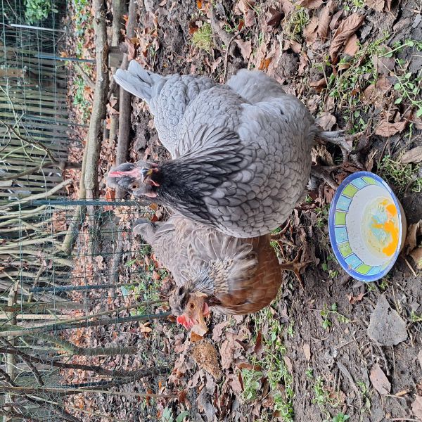 Kuifje en Roadrunner uit Munstergeleen zoekt een Vogeloppas