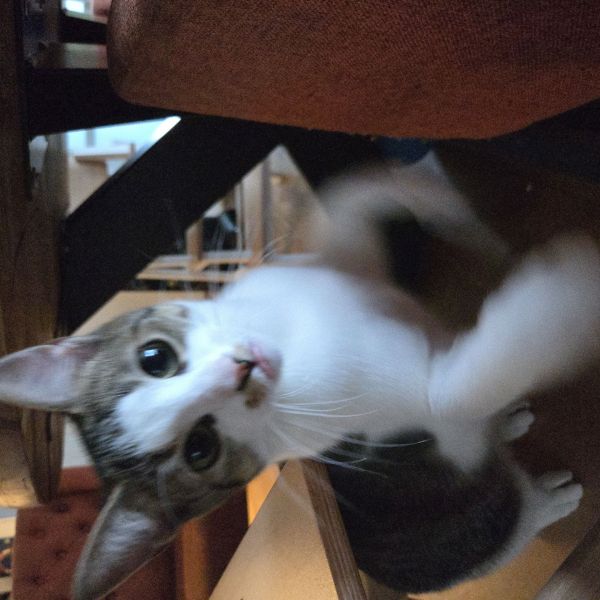 Sisu, Amba, Raya uit Rhenen zoekt een Kattenoppas