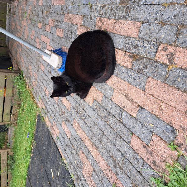 Roos uit Dalfsen zoekt een Kattenoppas