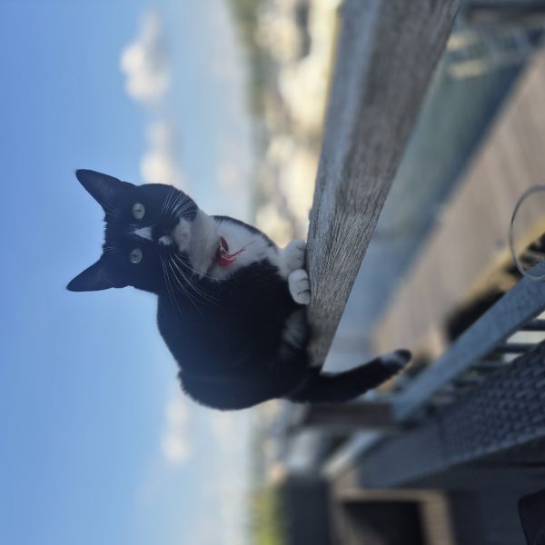 Keesje, Rikkert uit Maasbommel zoekt een Kattenoppas