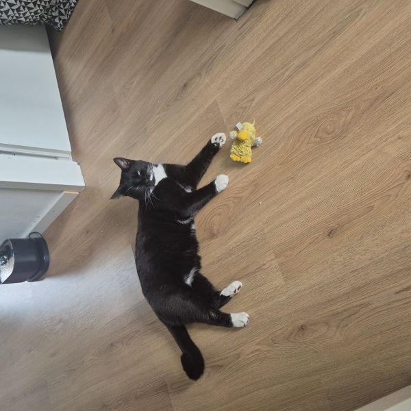 Charlie, Cooper uit Wapenveld zoekt een Kattenoppas