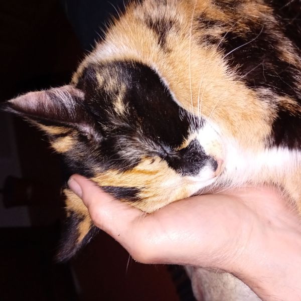 Meisje, Zusje uit 'S-Heerenhoek zoekt een Kattenoppas