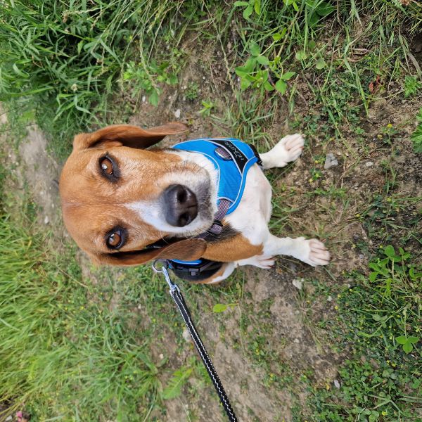 Ziggy uit Ede zoekt een Hondenoppas