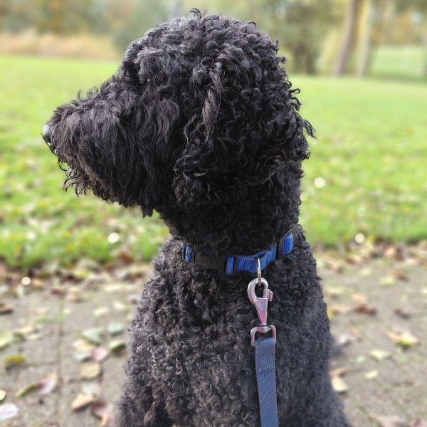 Quinty, Quinty uit Oud-Beijerland zoekt een Hondenoppas