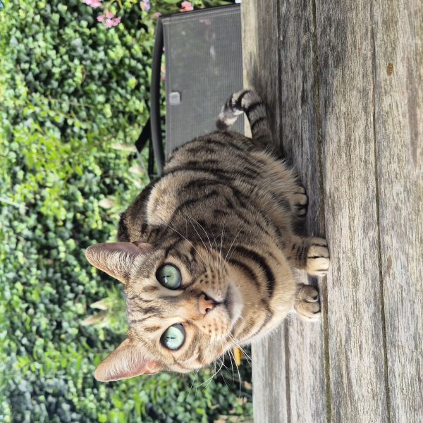 Suki, Tobi, Mimi uit Scherpenzeel, Gld zoekt een Kattenoppas