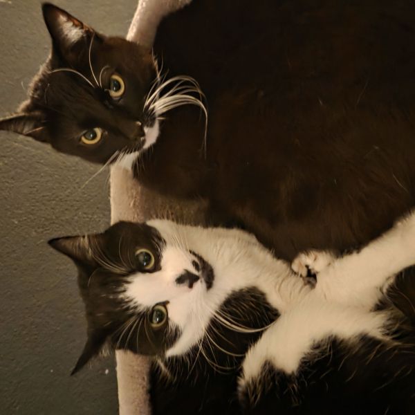 Bliksem en Storm uit Putten zoekt een Kattenoppas