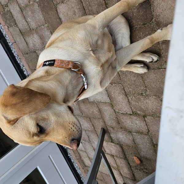 Zara uit Bemmel zoekt een Hondenoppas