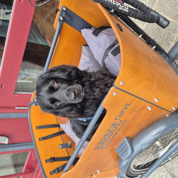 Tibbe uit Koedijk zoekt een Hondenoppas