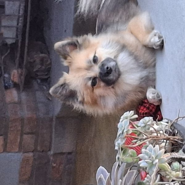 June uit 'S-Gravendeel zoekt een Hondenoppas