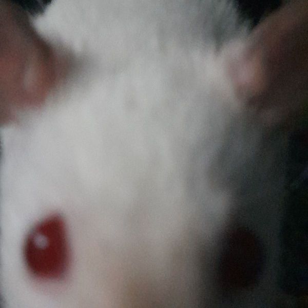 Huisdierenoppas Geneva + Evin uit Oosterhout, Nb