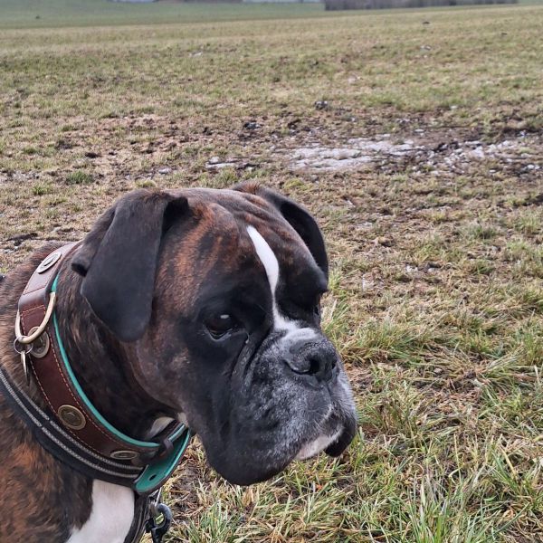Hondenoppas Maylin uit Vleuten