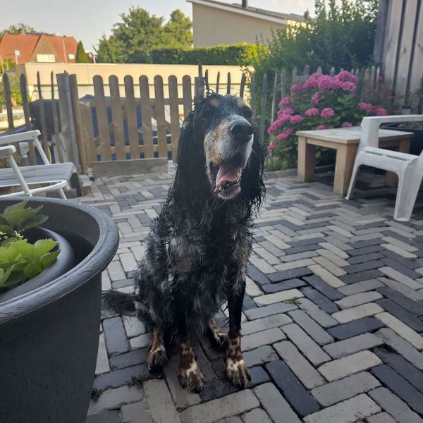 Sabine uit Alkmaar zoekt een huisdierenoppas