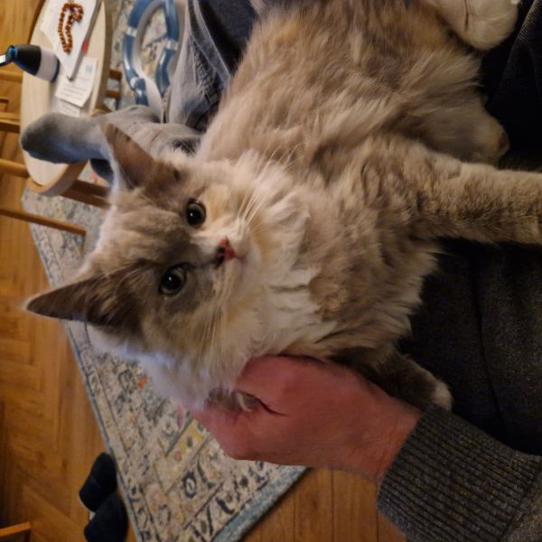 Saphira, Dexter, Celia uit Eindhoven zoekt een Kattenoppas