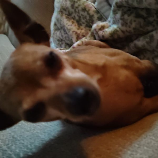 Muis uit Stolwijk zoekt een Hondenoppas