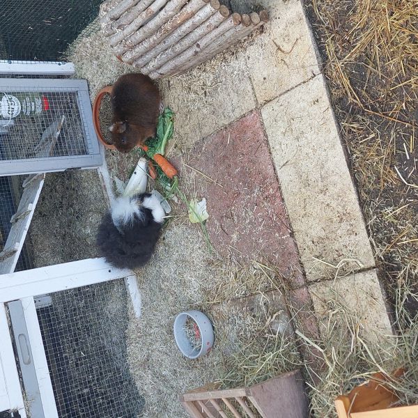 Oreo uit Halsteren zoekt een Knaagdierenoppas