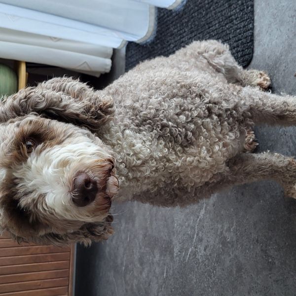 Marlies Degen uit Kamerik zoekt een Hondenoppas