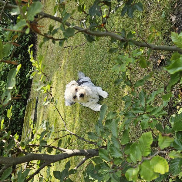 Snoopy, Snoopy uit Goes zoekt een Hondenoppas