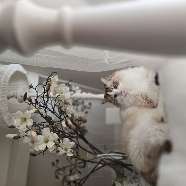 Bella uit Barneveld zoekt een Kattenoppas