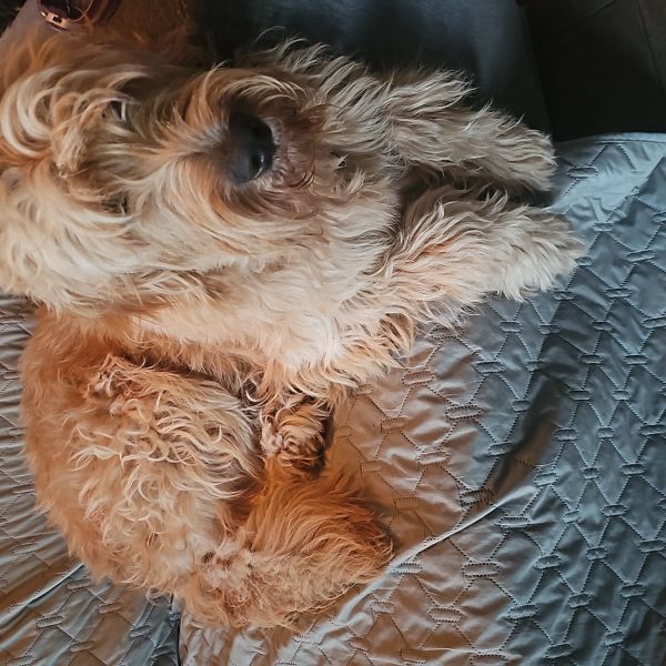 Pip uit Maassluis zoekt een Hondenoppas