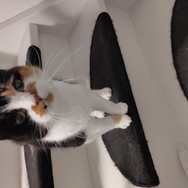 Emma uit Leiden zoekt een Kattenoppas