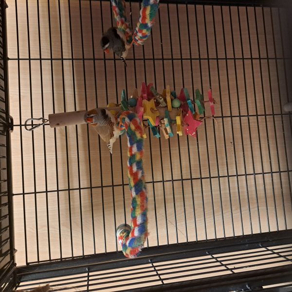 Milo, spickey, tweety uit Beringe zoekt een Vogeloppas